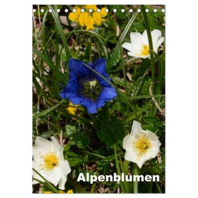 Alpenblumen (Tischkalender 2026 DIN A5 hoch), CALVENDO Monatskalender