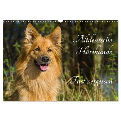 Altdeutsche Hütehunde - Fast vergessen (Wandkalender 2027 DIN A3 quer), CALVENDO Monatskalender