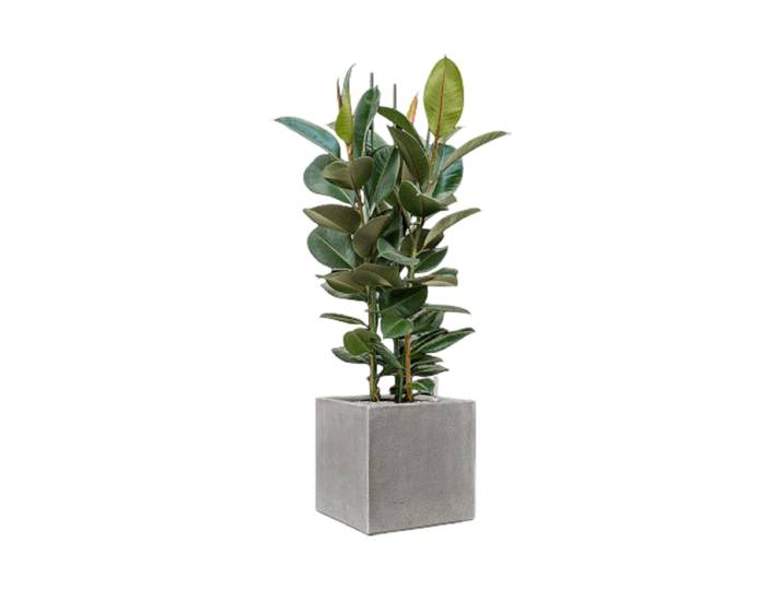 Pflanzen Arrangement „Ficus elastica 'Robusta' Antwerp“ Baq Design