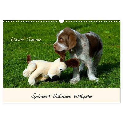 Spinone Italiano Welpen - Kleine Clowns (Wandkalender 2026 DIN A3 quer), CALVENDO Monatskalender
