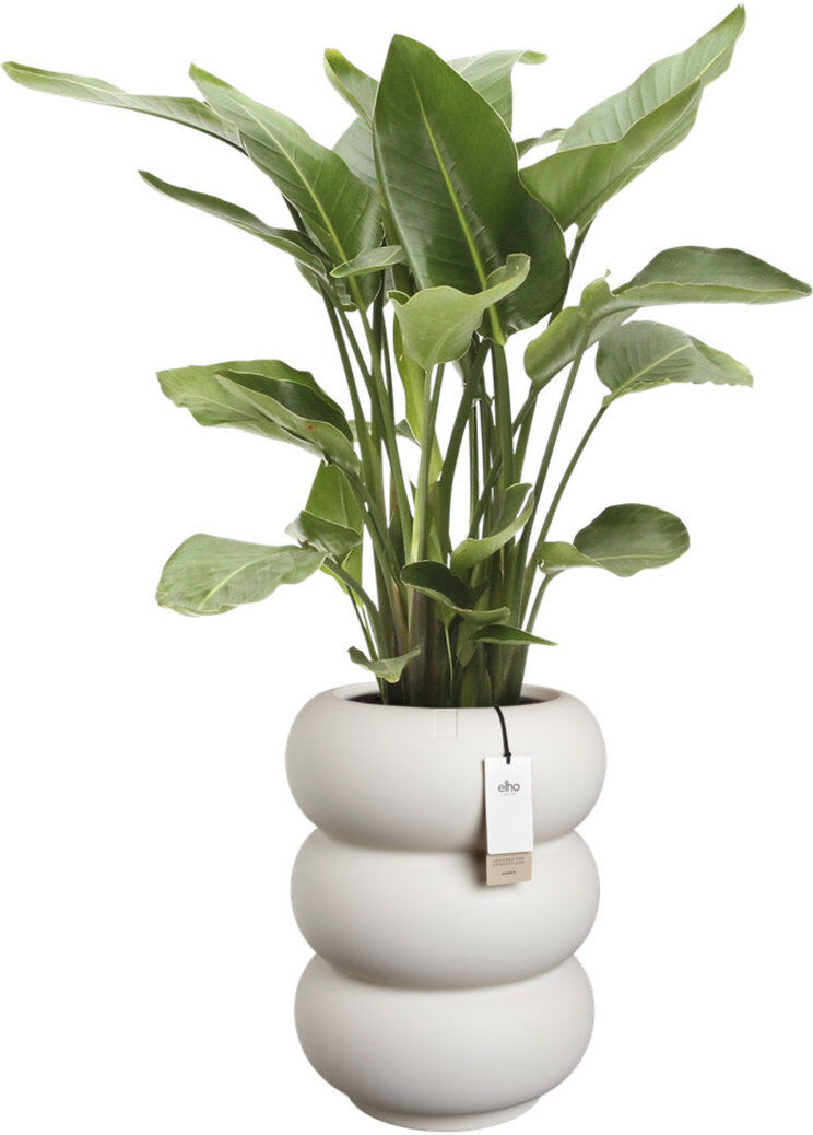 Charles Bentley Elho Amber Roll High 43cm White 58cm H X 43cm W X 43cm D