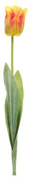 Melrose International Tulip Floral Stem (Set of 6)