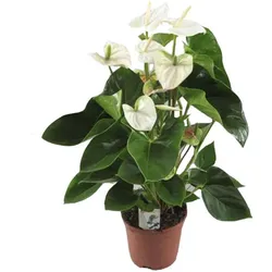 Weißes Anthurium d12