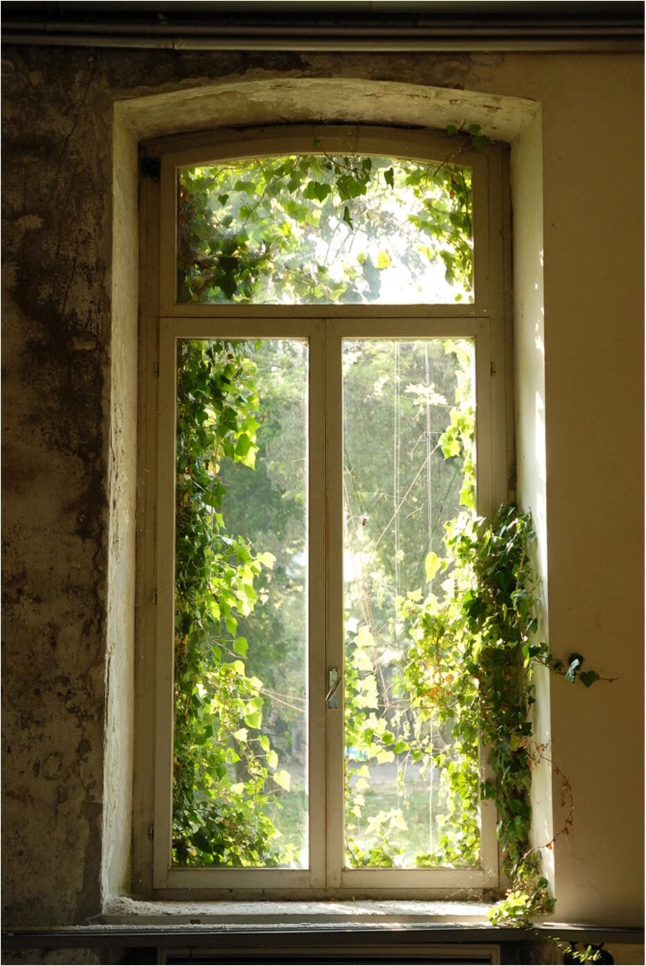 image LAND Fenster Bewachsen mit Laub