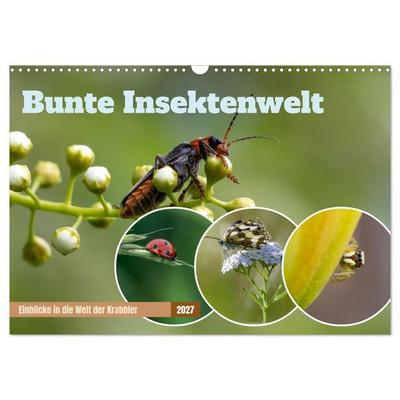 Bunte Insektenwelt (Wandkalender 2027 DIN A3 quer), CALVENDO Monatskalender