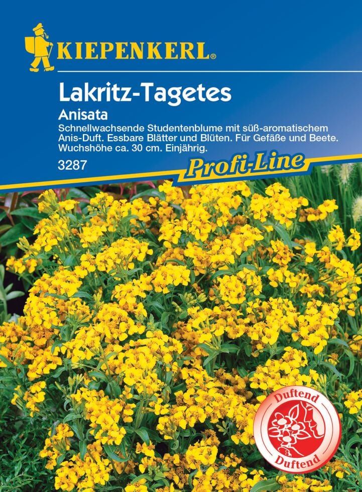 Pflanzen Kiepenkerl Lakritz-Tagetes Anisata