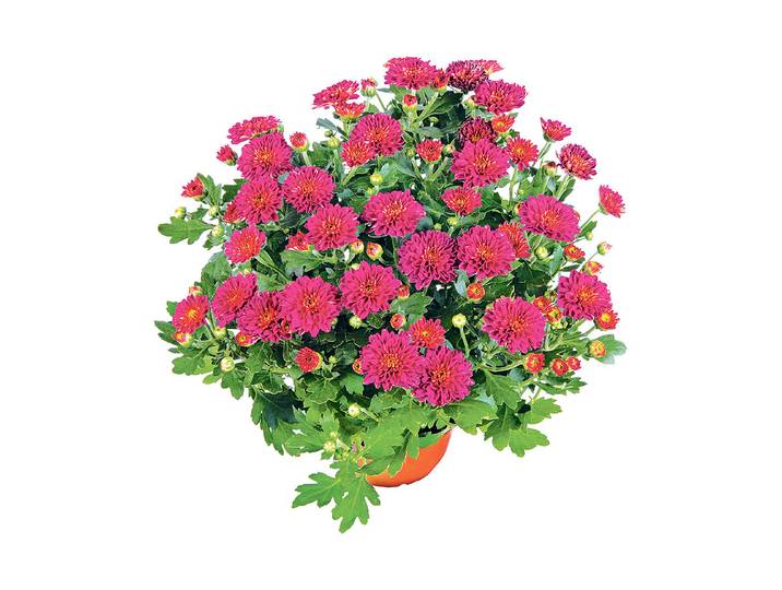Chrysantheme, verschiedene Farben