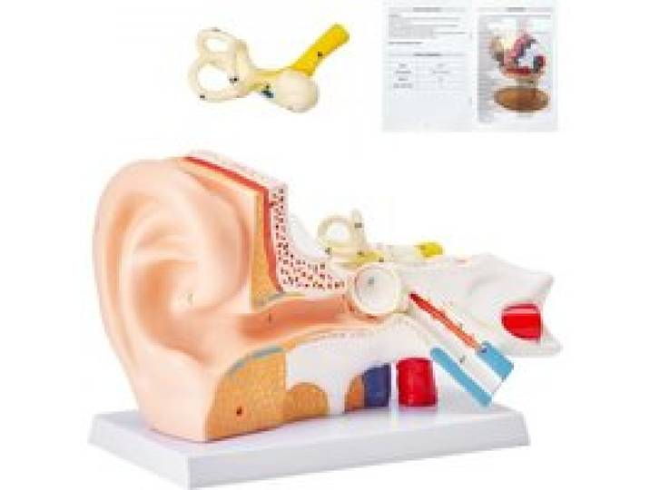 VEVOR Modèle d'Oreille Agrandi 5 Fois Modèle Anatomique de l'Oreille Humaine en PVC Modèle d'Enseignement Pièces Amovibles Réaliste pour Démonstration Recherche Formation Labo Classe École Hôpital