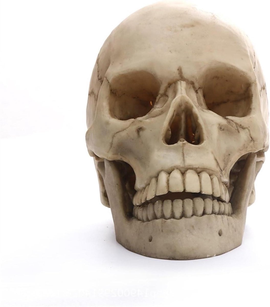 Schedel Standbeeld Menselijk Hoofd Grijs Hars Sculptuur H 21 x B 13 x D 6 cm