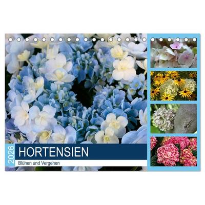 Hortensien Blühen und Vergehen (Tischkalender 2026 DIN A5 quer), CALVENDO Monatskalender