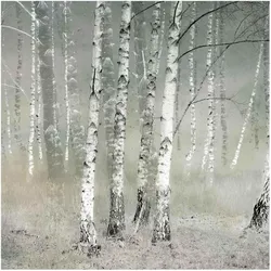 FOTOTAPETE Ruhender Birkenwald 288/288 cm