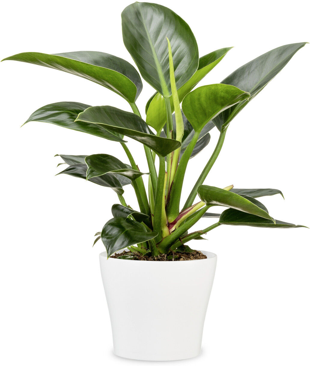 Scheurich Übertopf Serie 808 Ø 24 x 21,8 cm weiß
