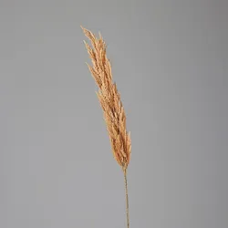 Kunstpflanze PAMPASWEDEL (H 156 cm) - braun - H 156 cm