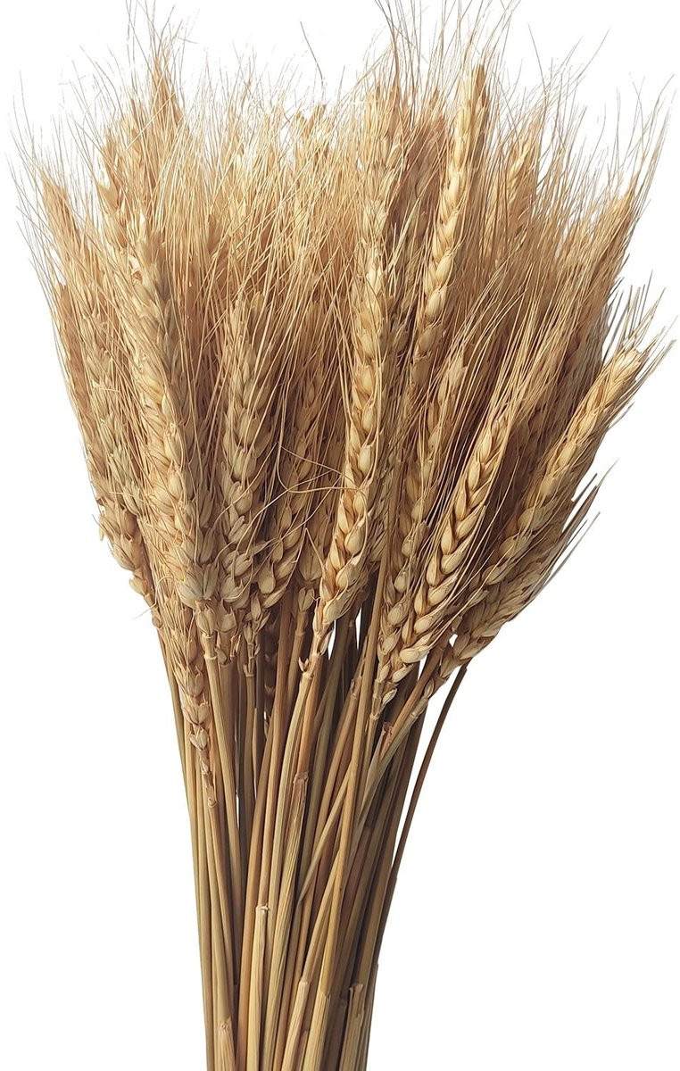 Dailygoods Gedroogde Tarwe 100 Stengels Natuurlijke Herfst Decoratie