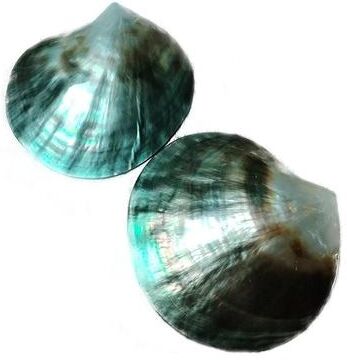 Uplifted Finds Polished Black Mother Of Pearl Shell   Pinctada Margaritifera Sea Shell Collector Specimen 2 Pcs 8 9 Cm