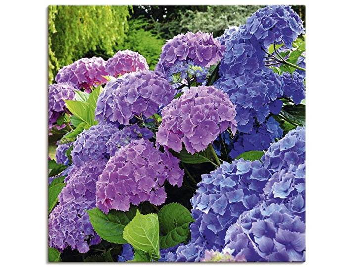 ARTLAND Wanddeko Leinwand Bilder Wandbild 70x70 cm Hortensien Botanik Blumen Blüten Garten Natur Pflanze T4QJ