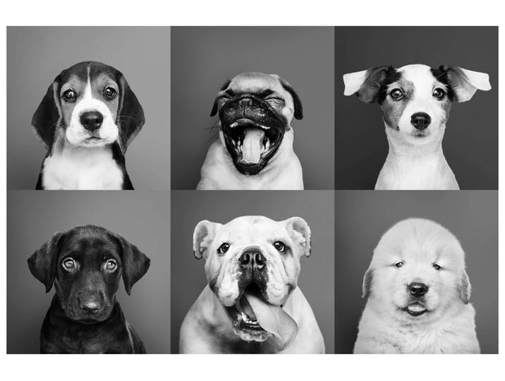 Alubild Lustige Hunde image LAND