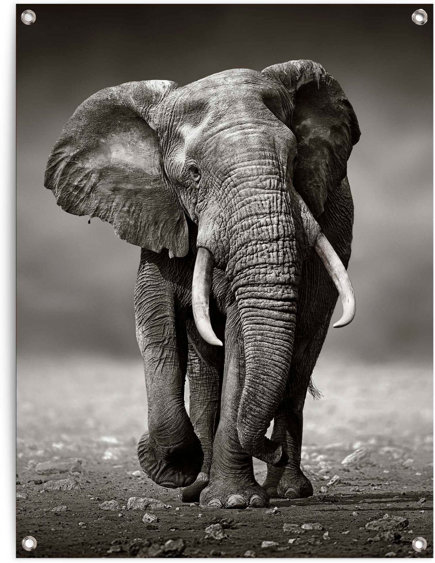 Reinders! Poster REINDERS "Elefant", schwarz (farbe bild(er): schwarz), B:60cm H:80cm T:0,1cm, Leinwand, Bilder, Poster farbe bild(er): schwarz B/H/T: 60cm x 80cm x 0,1cm