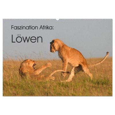 Faszination Afrika: Löwen (Wandkalender 2026 DIN A2 quer), CALVENDO Monatskalender