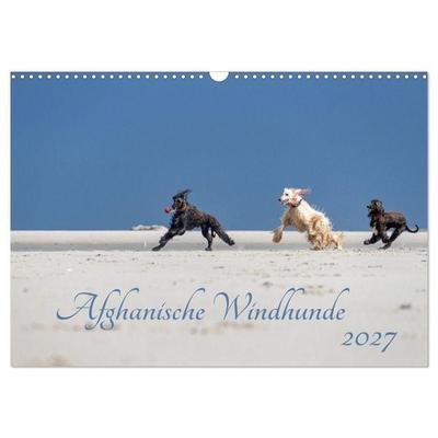 AFGHANISCHE WINDHUNDE 2027 (Wandkalender 2027 DIN A3 quer), CALVENDO Monatskalender
