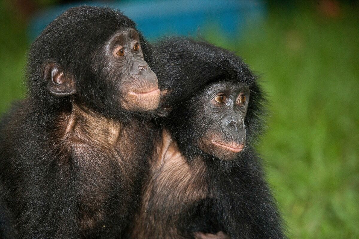Fototapete PAPERMOON "Baby Bonobos", bunt, B:5m L:2,8m, Vlies, Tapeten