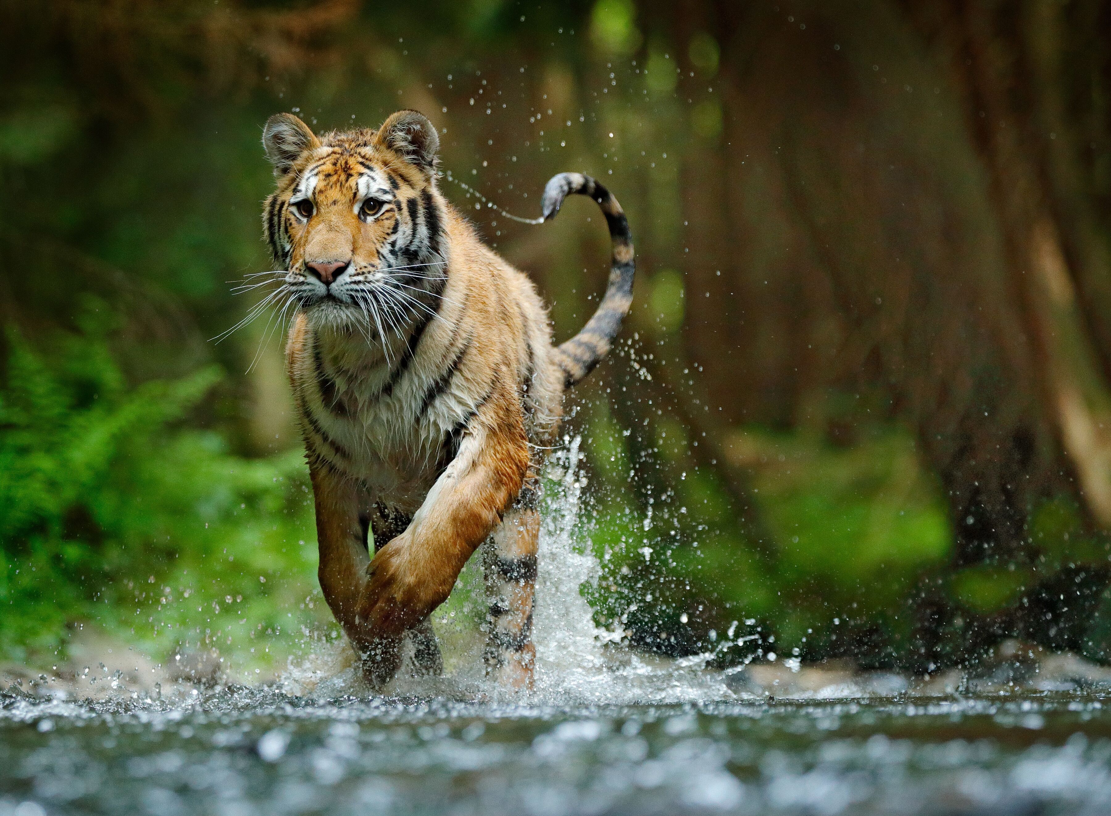 Fototapete PAPERMOON "Siberian Amur Tiger", bunt, B:5m L:2,8m, Vlies, Tapeten, Fototapete bunt B/L: 5m x 2,8m, Bahnen: 10 Stk.