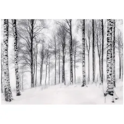 FOTOTAPETE 3D Effekt Wald Birken Bäume Tapete Wohnzimmer 350x250