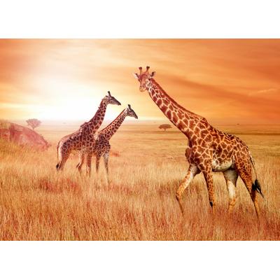 Fototapete PAPERMOON "African Giraffes", bunt, B:2,5m L:1,86m, Vlies, Tapeten
