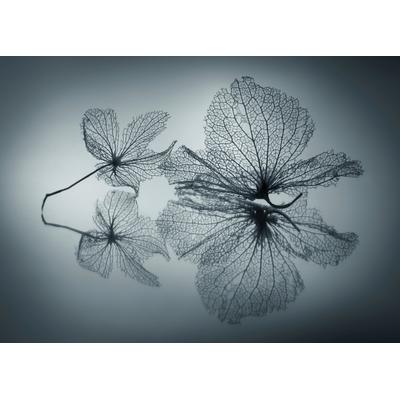 Fototapete PAPERMOON "Photo-Art SHIHYA KOWATARI, EIGNERISCHE SCHÖNHEIT", bunt, B:4m L:2,6m, Vlies, Tapeten
