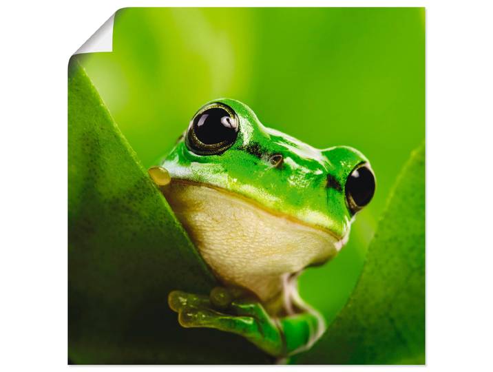 Wandbild ARTLAND Ausspähender Frosch , grün (farbe bild(er): grün), B:40cm H:40cm, Bilder, Wandbild, als Leinwandbild, Poster in verschied. Grössen