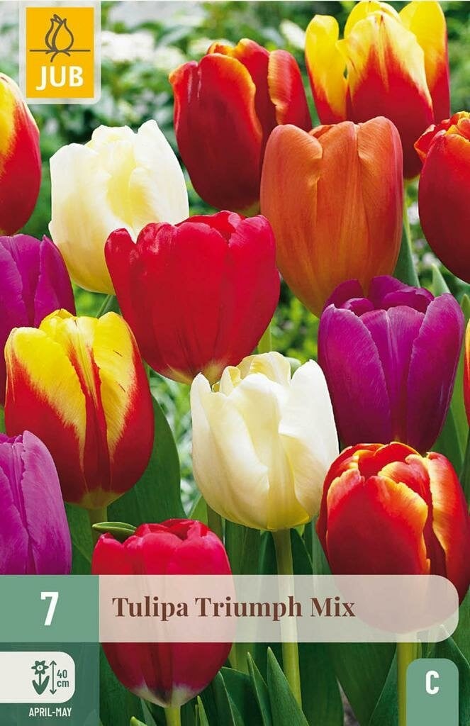Jub Tulp Triumph Mix 7 stuks