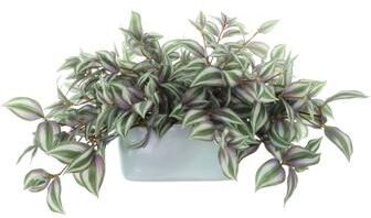 Creative Labs Tradescantia in Ceramic Pot