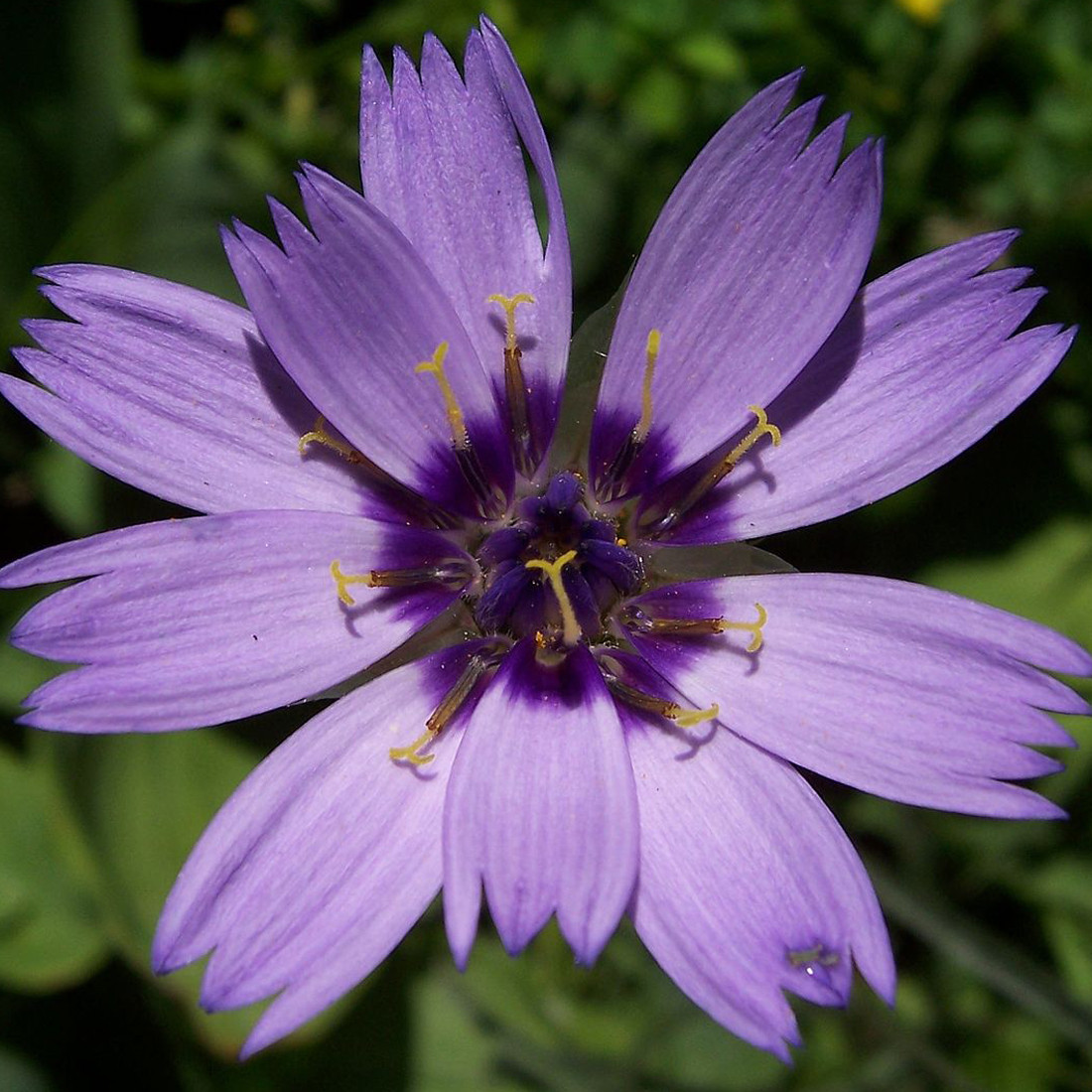 6 x Rasselbloem met blauwe bloemen - Catananche caerulea - Arborix - Pot van 9x9 cm
