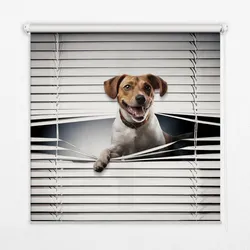 INNENROLLO - Fensterrollo - Rollo - 60x40 cm - Hund