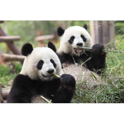 Fototapete PAPERMOON "Riesige Pandas", bunt, B:2,5m L:1,9m, Vlies, Tapeten