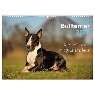Bullterrier 2027 - Kleine Clowns mit großem Herz (Wandkalender 2027 DIN A3 quer), CALVENDO Monatskalender