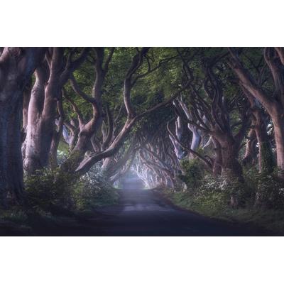 Fototapete PAPERMOON "Photo-Art DANIEL GASTAGER, DIE DUNKLEN HEDGES", bunt, B:4,5m L:2,8m, Vlies, Tapeten