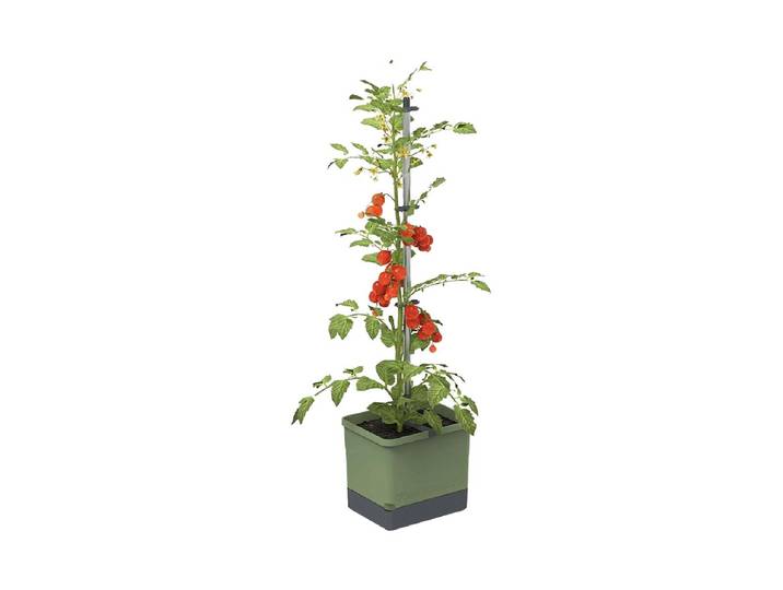 Gusta 103610 TOM TOMATO Anzuchtset Dunkelgrün