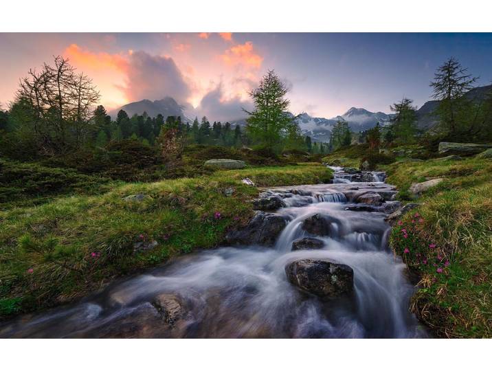 Fotobehang - Wild Paradise 450x280cm - Vliesbehang