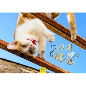 Edition-Seidel Bildkalender 31059, Coole Katzen, Jahr 2027, Motiv: Katzen, Spiralkalender, A4