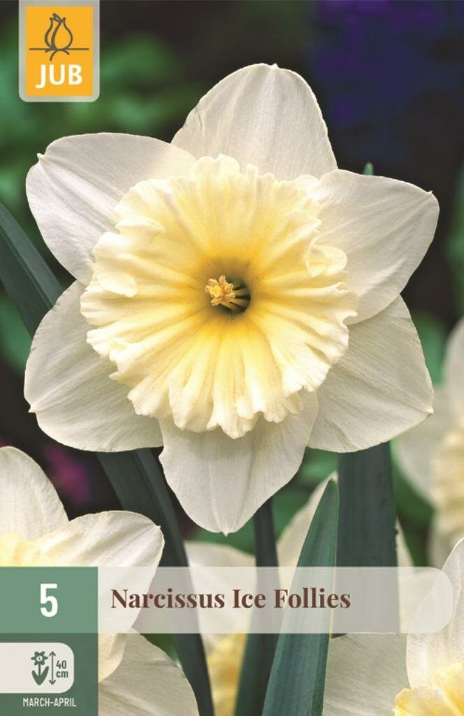 Narcis Ice Follies bloembollen - 5 stuks - Wit en Geel