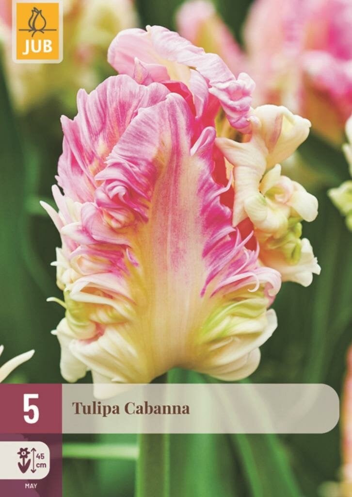Jub Tulp Cabanna 5 bollen