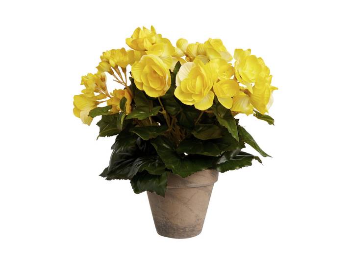 Mica Begonie im Topf Gelb 25 × 30 cm