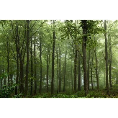 Fototapete PAPERMOON "Photo-Art LEIF LONDAL, WALD", bunt, B:4m L:2,6m, Vlies, Tapeten