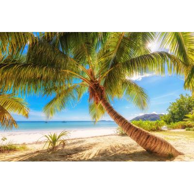 Fototapete PAPERMOON "Palme am Strand", bunt, B:5m L:2,8m, Vlies, Tapeten
