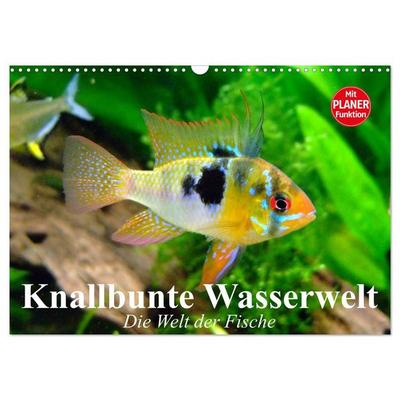 Knallbunte Wasserwelt. Die Welt der Fische (Wandkalender 2026 DIN A3 quer), CALVENDO Monatskalender