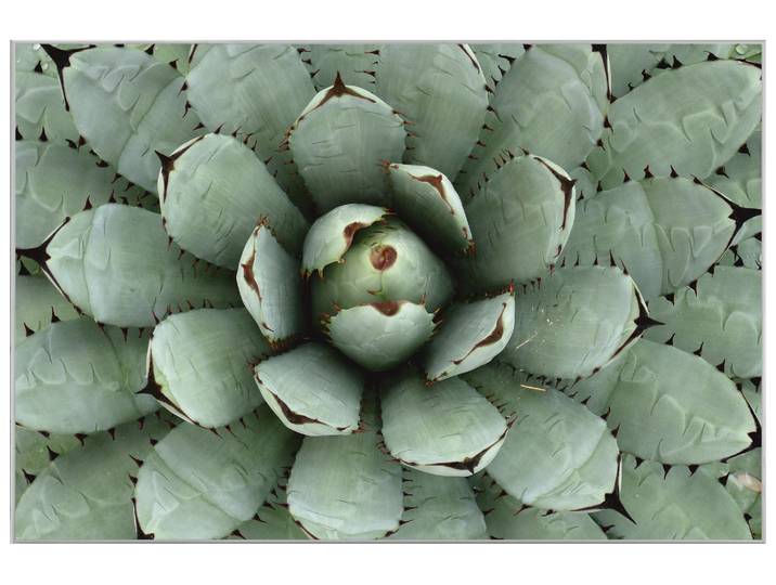 Bild mit Rahmen Agave image LAND