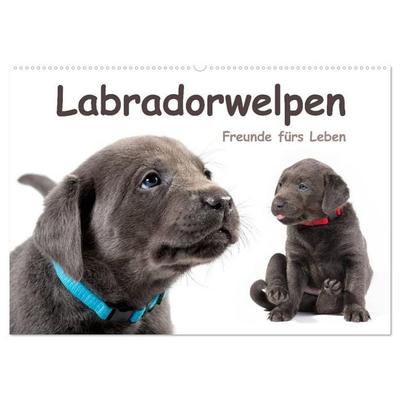 Labradorwelpen - Freunde fürs Leben (Wandkalender 2026 DIN A2 quer), CALVENDO Monatskalender
