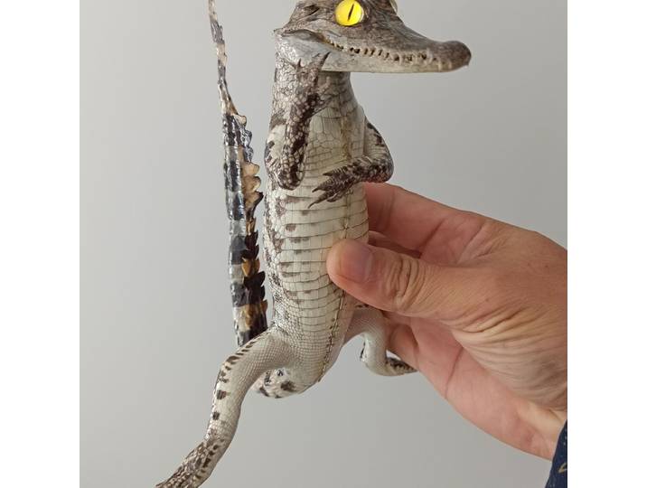 Specimen de crocodile véritable fait main, Artisanat créatif en cuir de crocodile pour salon et bureau, Figurine audacieuse de crocodile