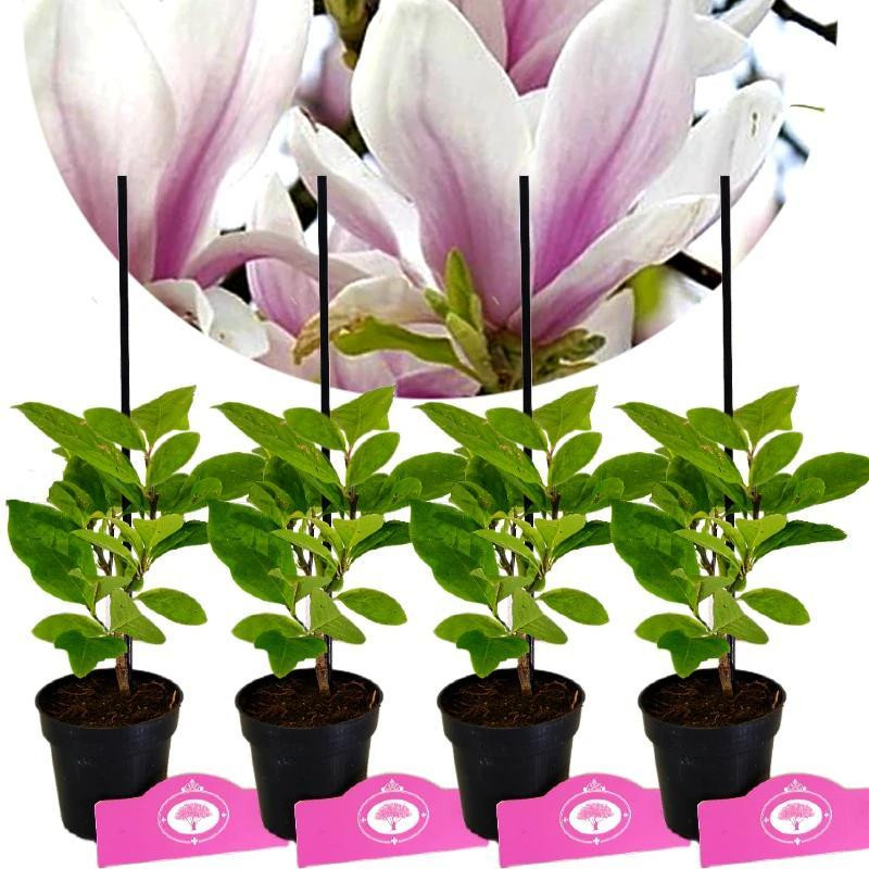 Set van 4 Magnolia soulangeana Biberbaum, hoogte 25 cm, pot van 9 cm